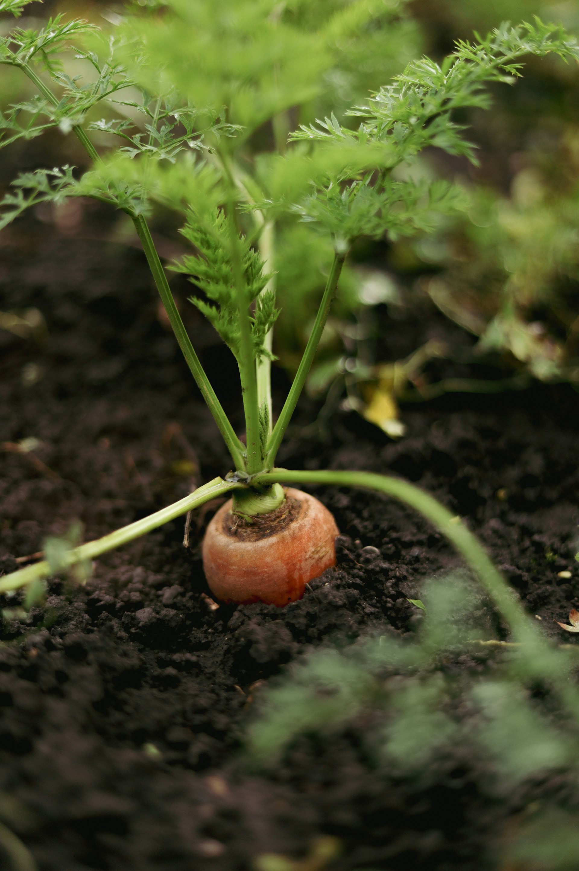 Carrot produce grown at Farm Poortjie