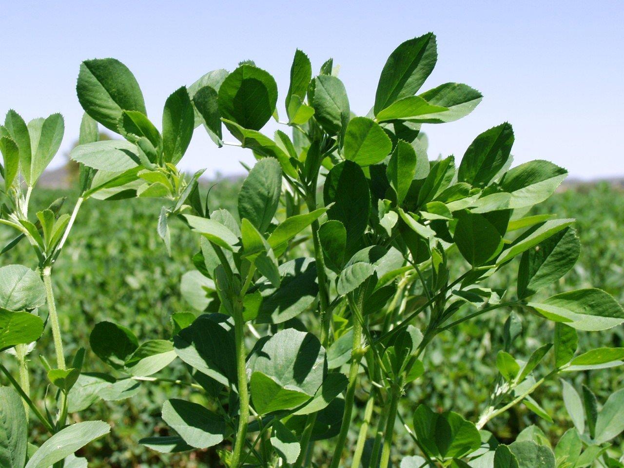 Lucerne crop growing at Farm Poortjie